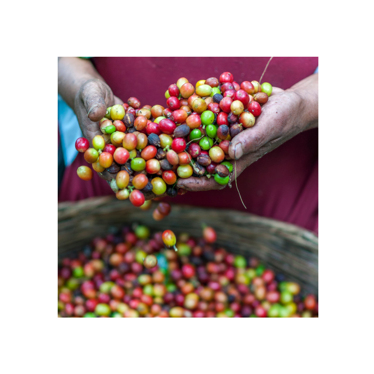 coffee beans by rodrigo flores